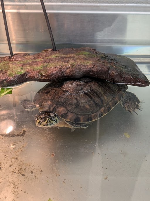Small dark freshwater turtle in a clear tank, perched under a driftwood log with moss, facing the camera.