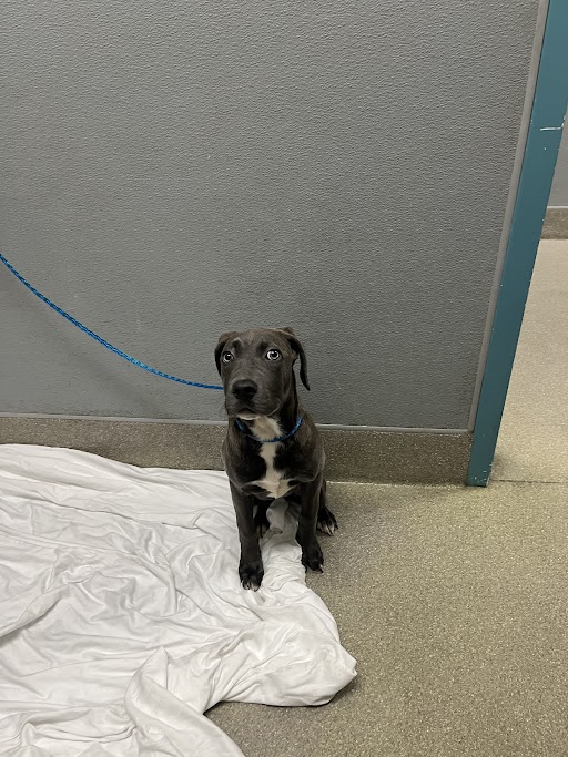 Young gray and black dog with a blue collar sitting on a white blanket indoors, looking at the camera.