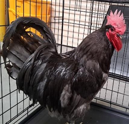 Black rooster with a red comb inside a metal cage, facing left.
