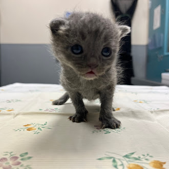 Gray kitten standing on a floral tablecloth, looking toward the camera with blue eyes, indoors.