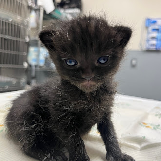 Young black kitten with blue eyes sitting on a light-colored surface in a clinic setting.