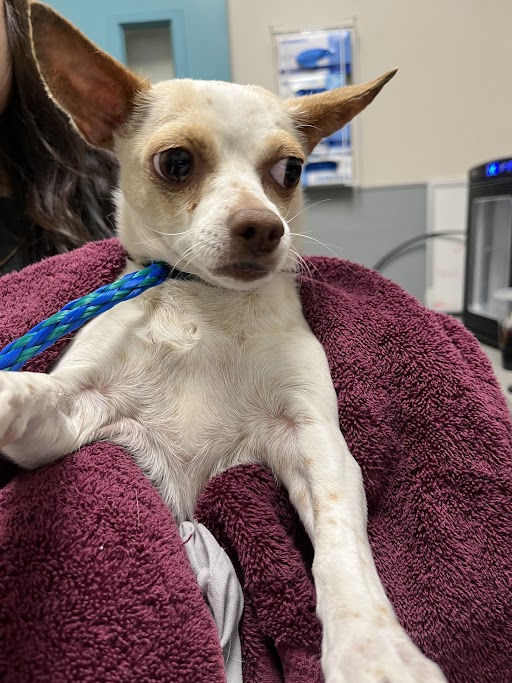 Small Chihuahua mix cradled in a purple towel during a vet visit, looking a bit anxious while on a blue leash.