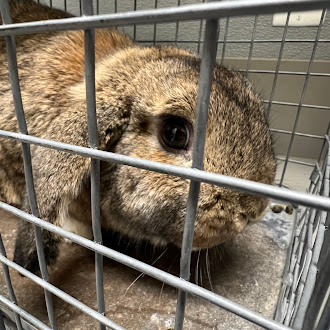 Brown rabbit inside a metal cage, peering through the bars at the camera.