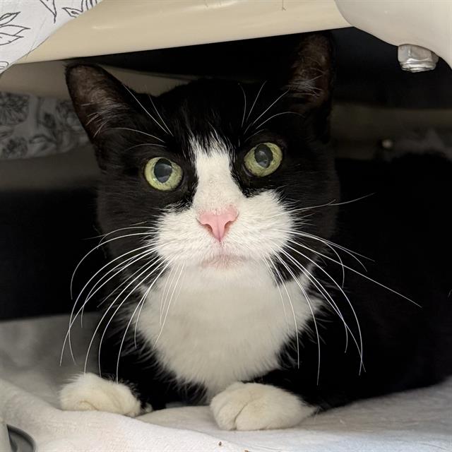 Tuxedo cat with green eyes peeking out from under a blanket, pink nose, white whiskers.