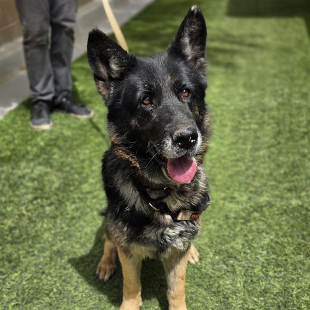 Friendly black-and-tan dog sitting on artificial grass with tongue out, leash attached, person standing nearby in background.