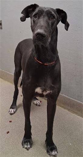 Black dog with a white chest patch, wearing an orange collar, standing indoors on a concrete floor and looking at the camera.