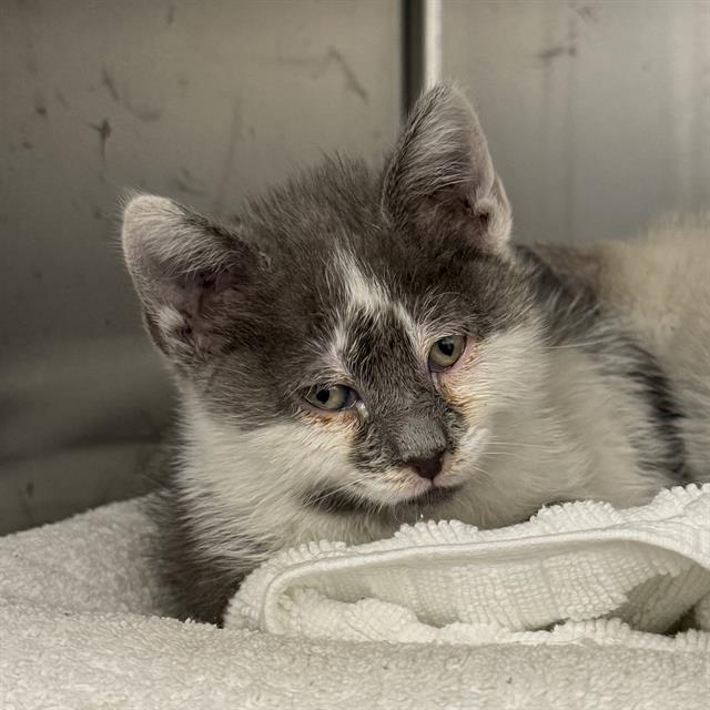 Gray and white kitten resting on a white towel, looking softly at the camera.