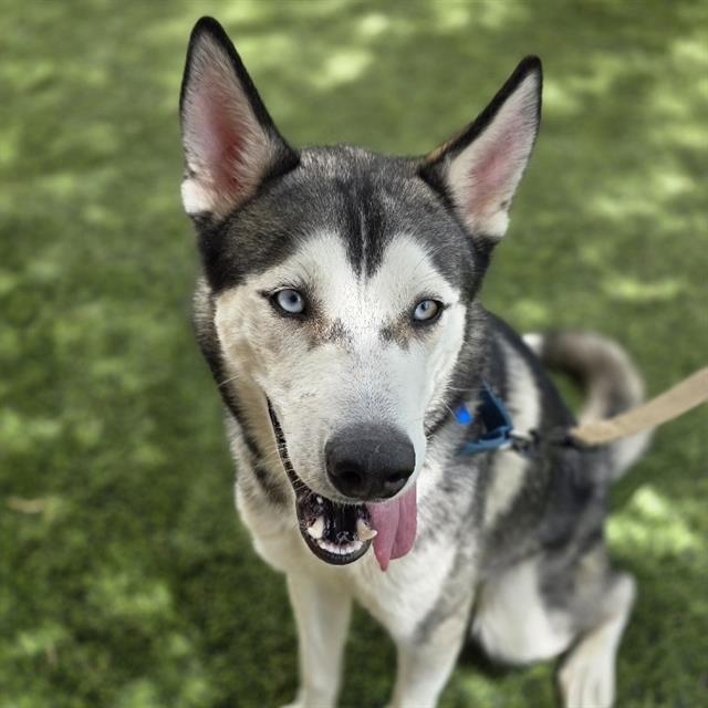 Husky with blue eyes standing on grass, tongue out and leash visible.