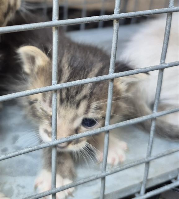 A young tabby kitten behind a metal cage, looking down with one paw reaching forward.