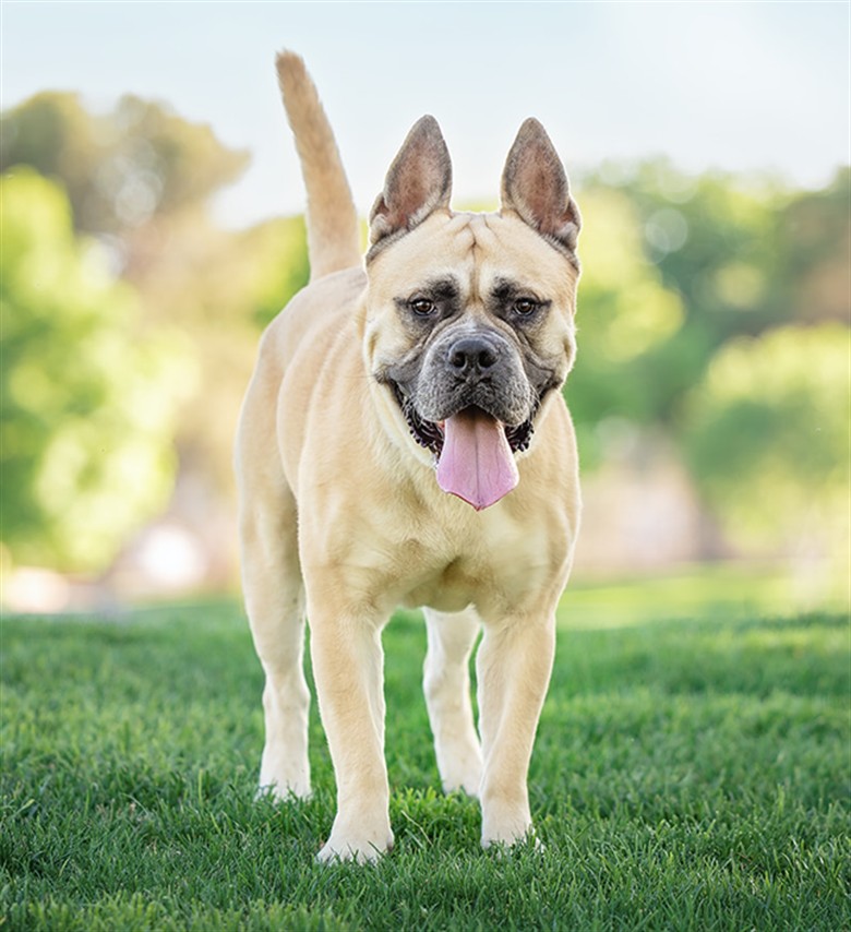 A tan dog standing on green grass with its tongue out in a sunny park.