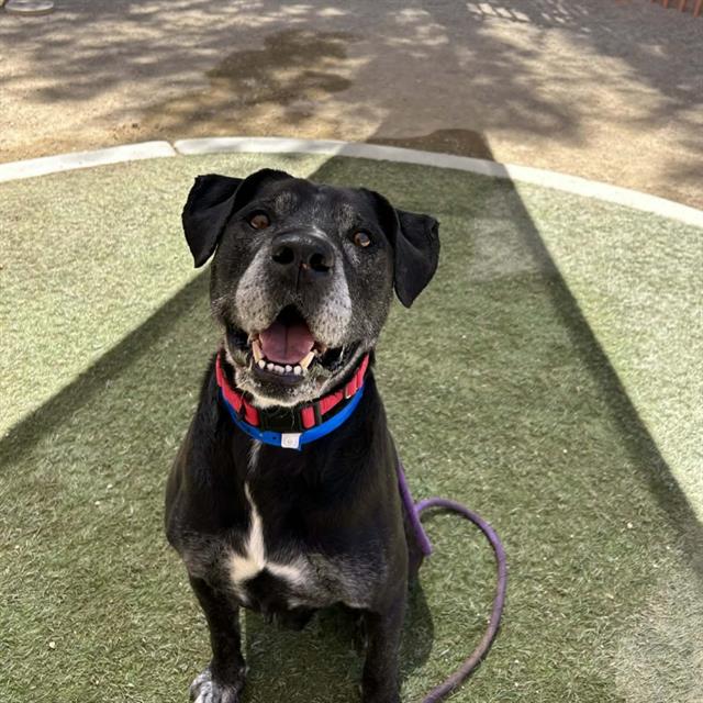 Smiling black dog with a white chest sits on green turf, wearing a red and blue collar with a purple leash in a sunny park.