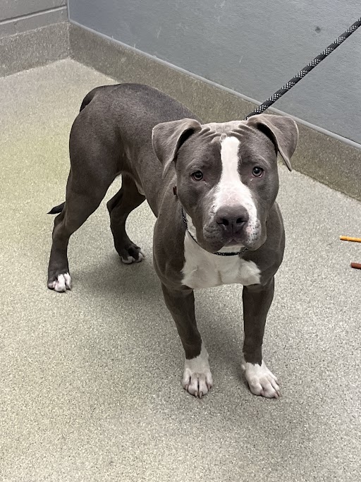 Young gray and white pit bull standing on a tiled floor with a leash attached to a collar against a gray wall.