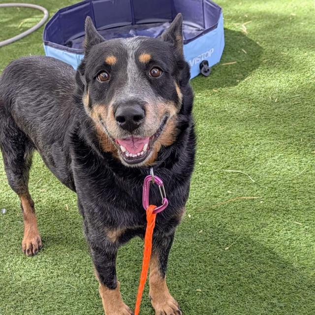 Happy black and tan dog standing on artificial grass, wearing a purple collar and orange leash, with a blue pool in the background and a bright, friendly expression.
