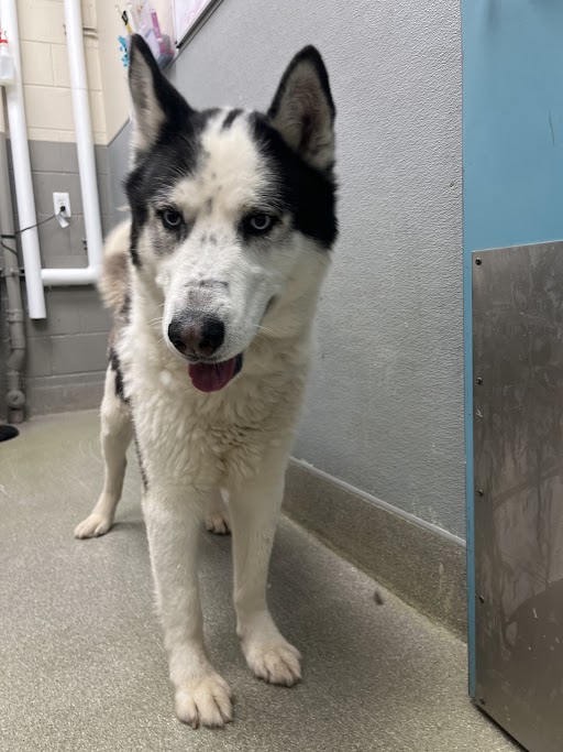 Siberian Husky standing indoors with mouth open and tongue out, looking at the camera on a tiled floor near a blue wall panel.