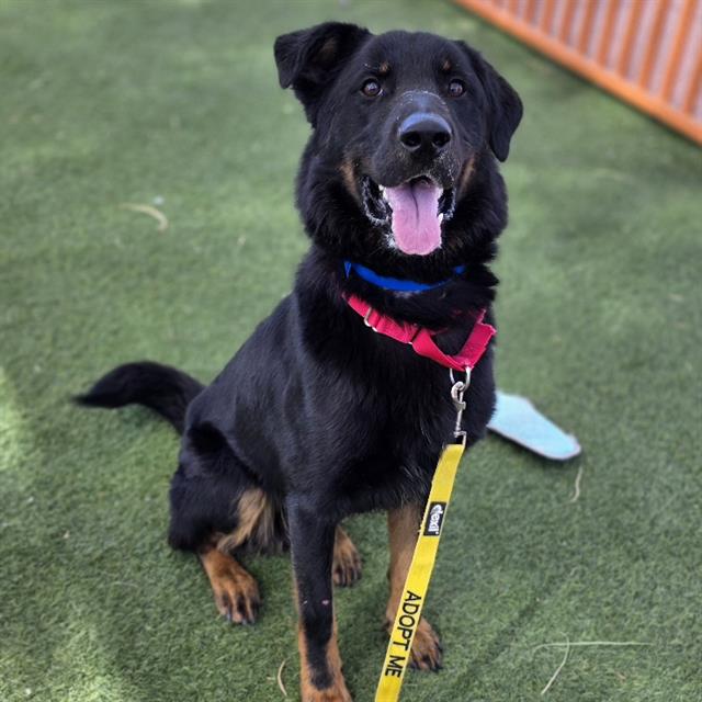 Friendly black-and-tan dog sitting on grass with blue and pink collars and a yellow 'ADOPT ME' leash, looking at the camera with tongue out.