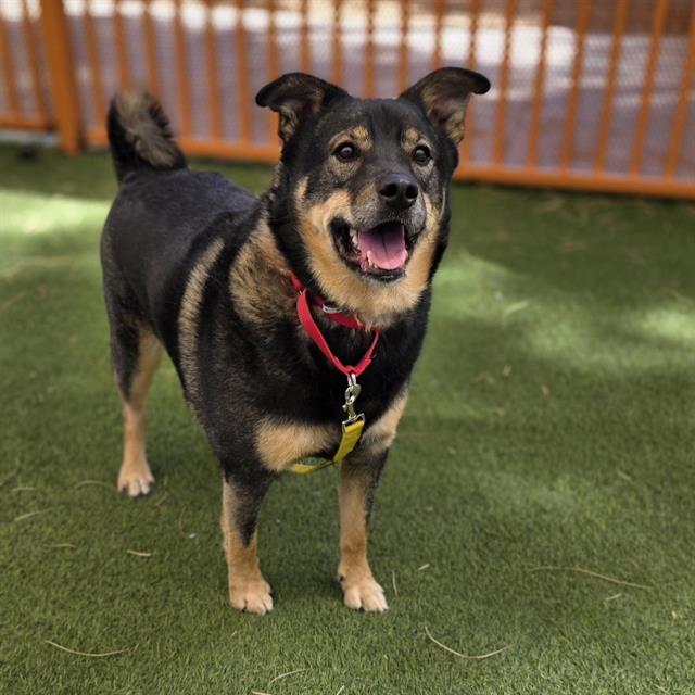 Happy black-and-tan dog with a red collar standing on a green lawn, wooden fence in the background, panting happily.