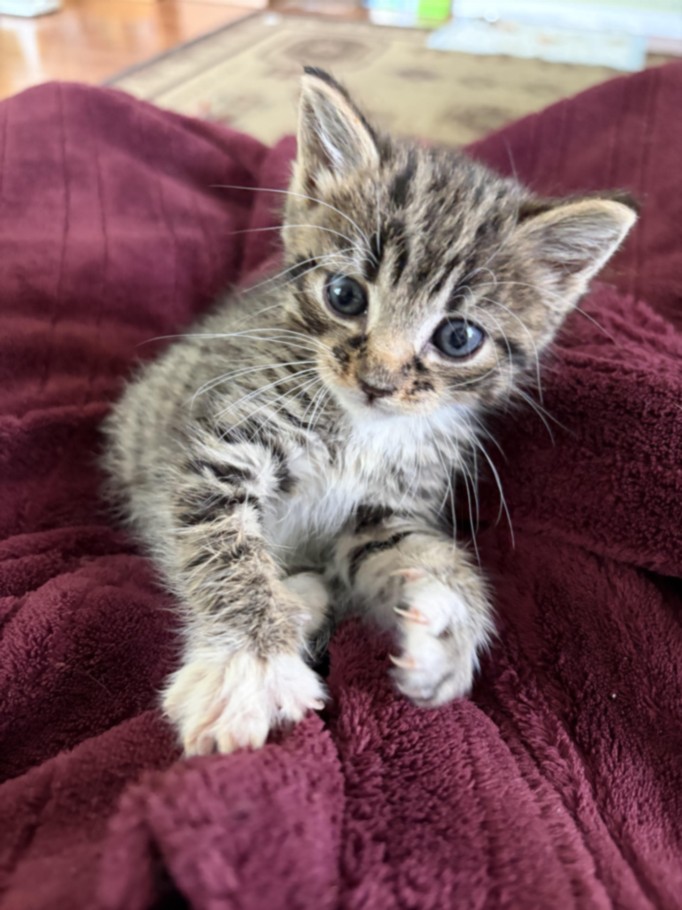 Curious striped tabby kitten with blue eyes on a plush maroon blanket