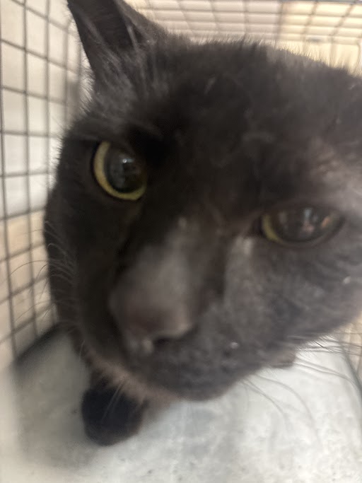 Close-up of a black cat with yellow eyes pressed up against a camera, inside a metal cage. Specular lighting highlights the cat's fur and whiskers.