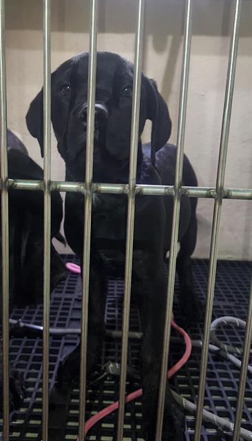Black puppy in a metal kennel, facing the camera with a pink leash nearby.