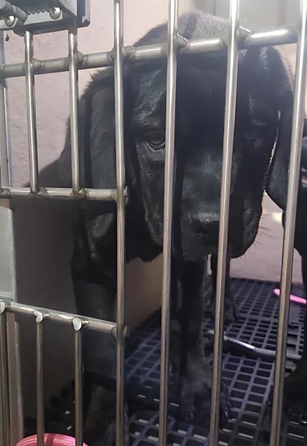 Black dog behind metal kennel bars, standing on a grid floor and looking downward in a shelter cage.
