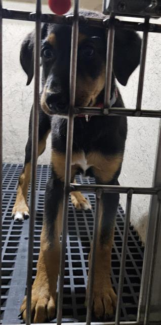 Young black-and-tan puppy behind metal bars in a kennel, looking at the camera.