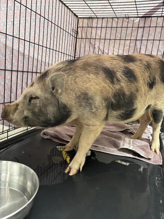 Young pig standing inside a metal crate on a pink-patterned blanket, with a towel and a metal water bowl nearby.