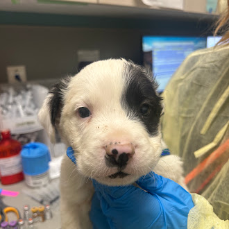 Close-up of a white puppy with a black patch over one eye, being held by a gloved hand in a veterinary clinic.