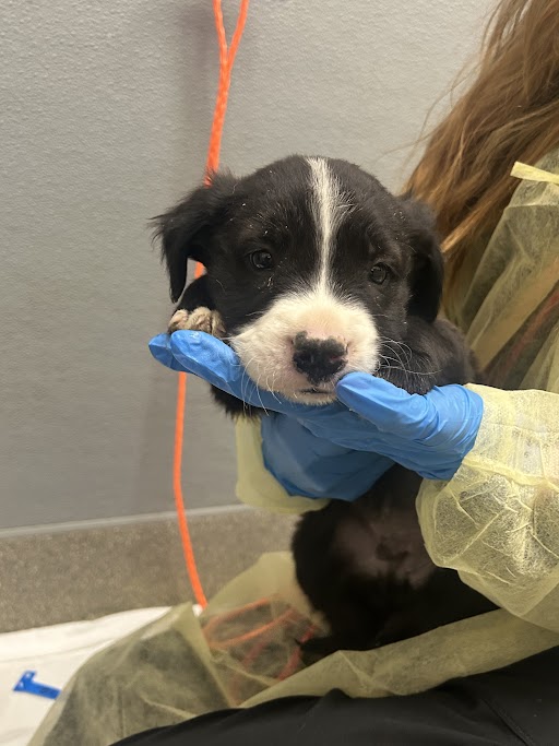 Small black-and-white puppy cradled in gloved hands during a veterinary exam in a clinical setting, an orange leash visible in the background.