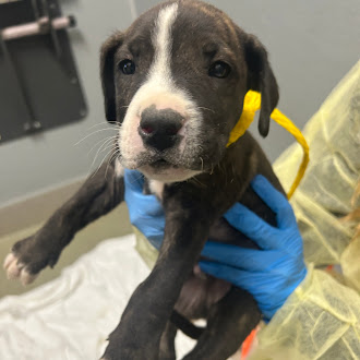 Young puppy with a white stripe on the face being held by a person in blue gloves and a yellow protective gown, likely at a clinic or shelter.