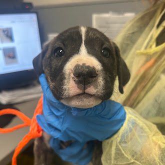 Close-up of a black-and-white puppy in a veterinary clinic, with a blue exam glove around its neck as a handler prepares for examination.