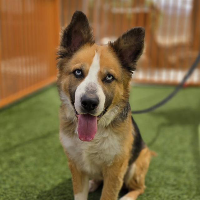 Friendly mixed-breed dog with blue eyes, tan, white, and black fur, panting on green artificial turf inside a fenced area.