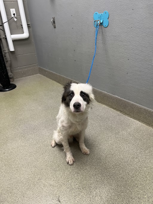 Young black-and-white border collie puppy sitting on a concrete floor, attached to a blue leash mounted on a gray wall.
