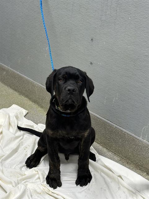 Black puppy sitting on a white sheet on a concrete surface, blue leash attached, looking at the camera.