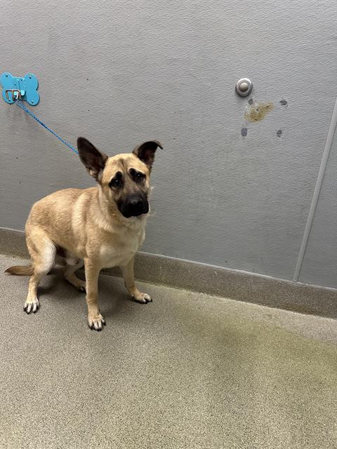 Tan and black dog sits on a concrete floor, leash attached to a blue wall-mounted anchor behind it.