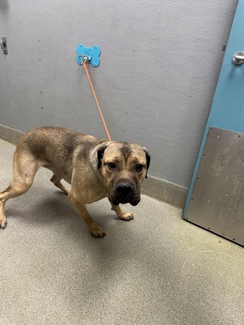 Dog on an orange leash attached to a blue wall mount in a clinical, grey room; dog looks toward the camera.