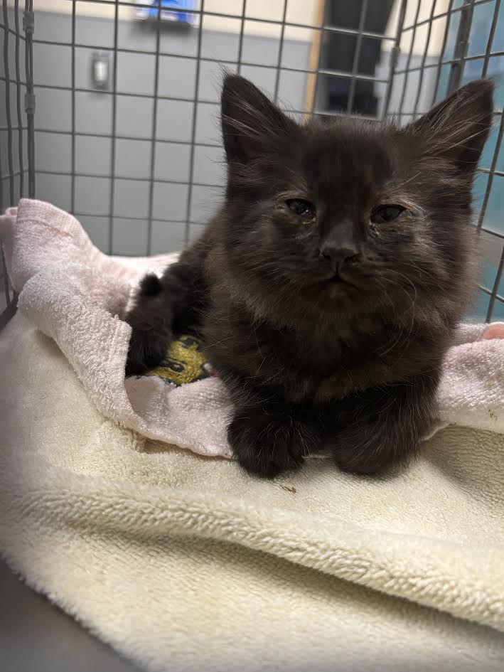 Black fluffy kitten lying on a light-colored towel inside a metal cage, looking at the camera with calm eyes.