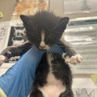 Tiny black-and-white kitten held up by a gloved hand, pink paws visible, in a clinical setting.