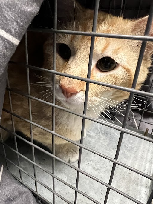 Orange tabby cat inside a metal cage, peering through bars with wide eyes and pink nose.