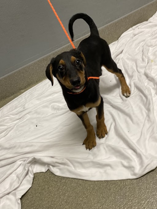 Young black-and-tan puppy on an orange leash standing on a white sheet indoors, looking at the camera with a wagging tail.