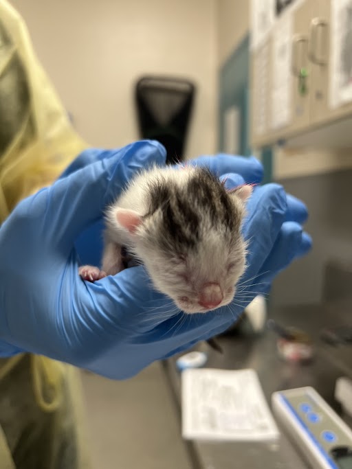 Very young mouse with closed eyes and pink nose, cradled in a gloved hand in a lab.