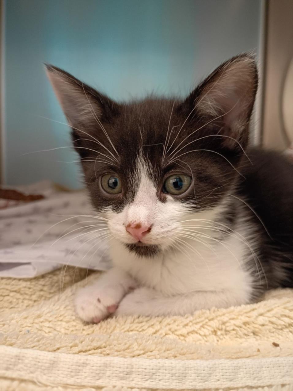 Curious black-and-white kitten with green eyes resting on a cream towel and looking at the camera.
