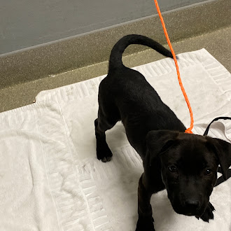 Young black puppy standing on a white training pad indoors, attached to an orange leash.