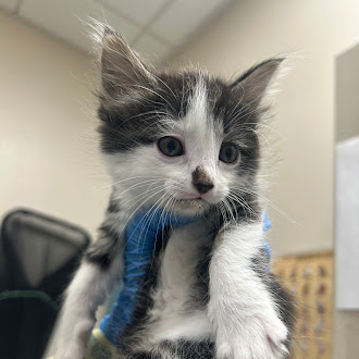 Young black-and-white kitten with a bright blue scarf, looking toward the camera in an indoor room.
