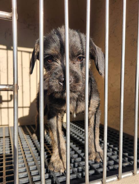 Young scruffy puppy standing in a metal cage, looking toward the camera.