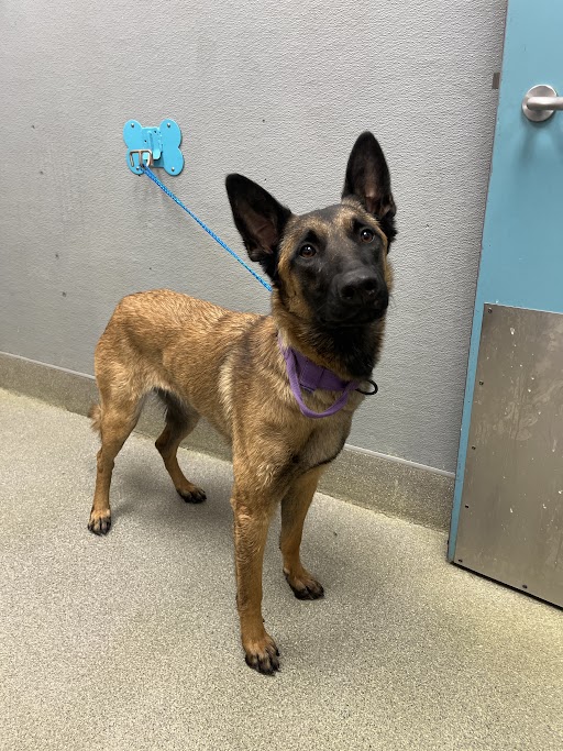 Young Belgian Malinois mix dog with tan coat and black muzzle on a blue leash, purple collar, indoors near a door.