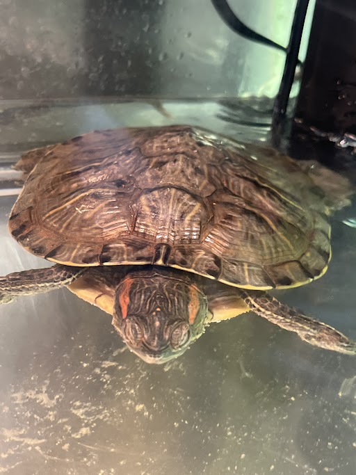 Red-eared slider turtle facing the camera in a glass aquarium, with its front legs spread and shell visible.