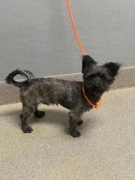 Small black dog on an orange leash standing on a speckled floor against a gray wall.
