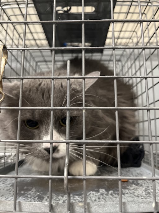 Gray, fluffy cat crouched inside a metal crate, peering through the bars with a sad expression.