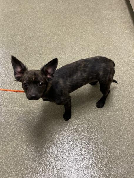 Small black brindle dog with large ears on an orange leash, standing on a gray floor indoors.