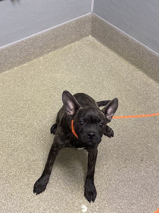 Brindle-colored puppy with an orange collar sits on a speckled beige floor in the corner of a room.